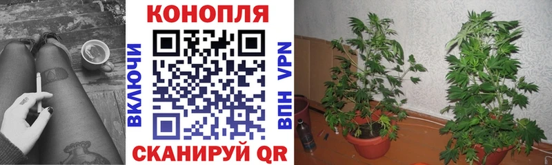 Конопля план  kraken зеркало  Сегежа 